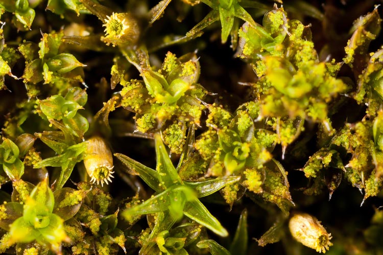 Orthotrichum pumilum sporophytes