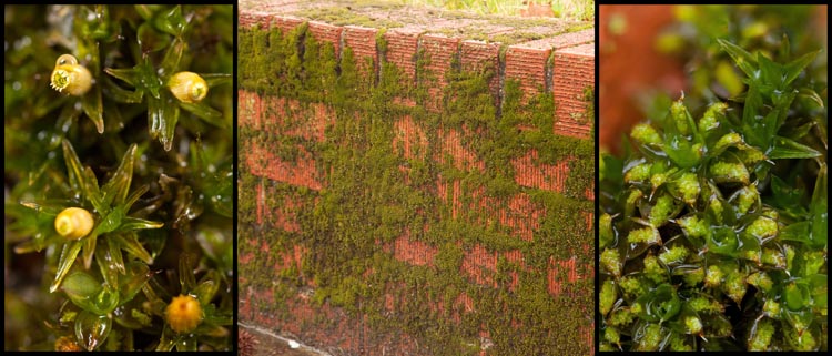 Orthotrichum pumulum and Synthrichia papillosa