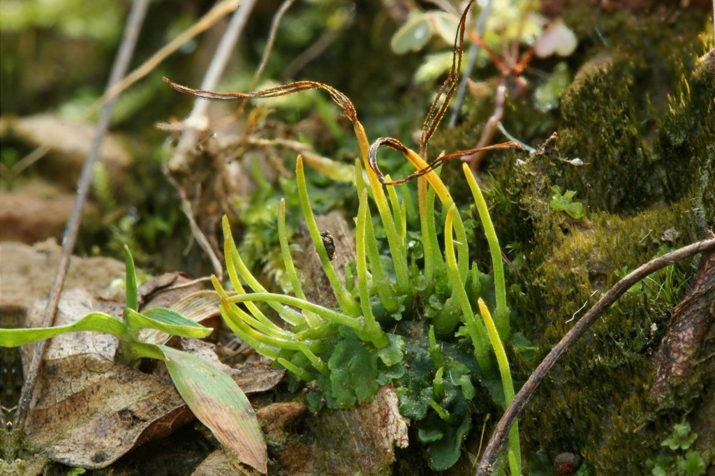 Bryology 101 Ohio Moss And Lichen Association