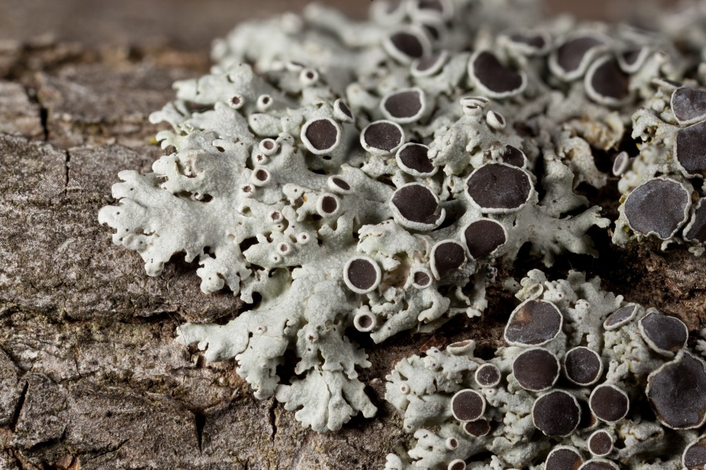 lichenology 101 – Ohio Moss and Lichen Association