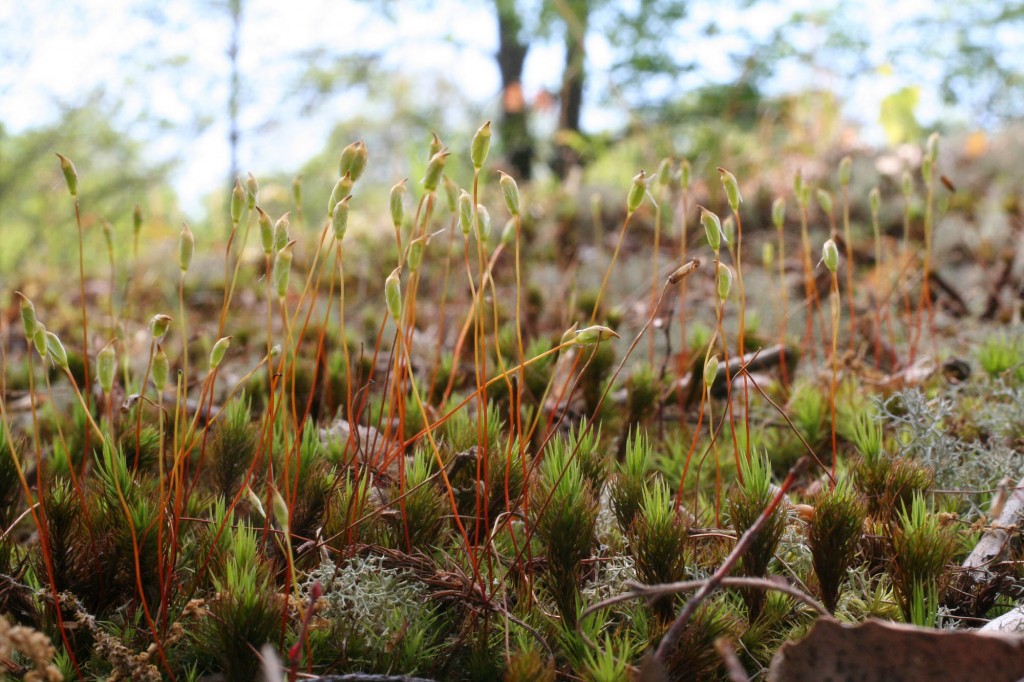 Polytrichum ohioense