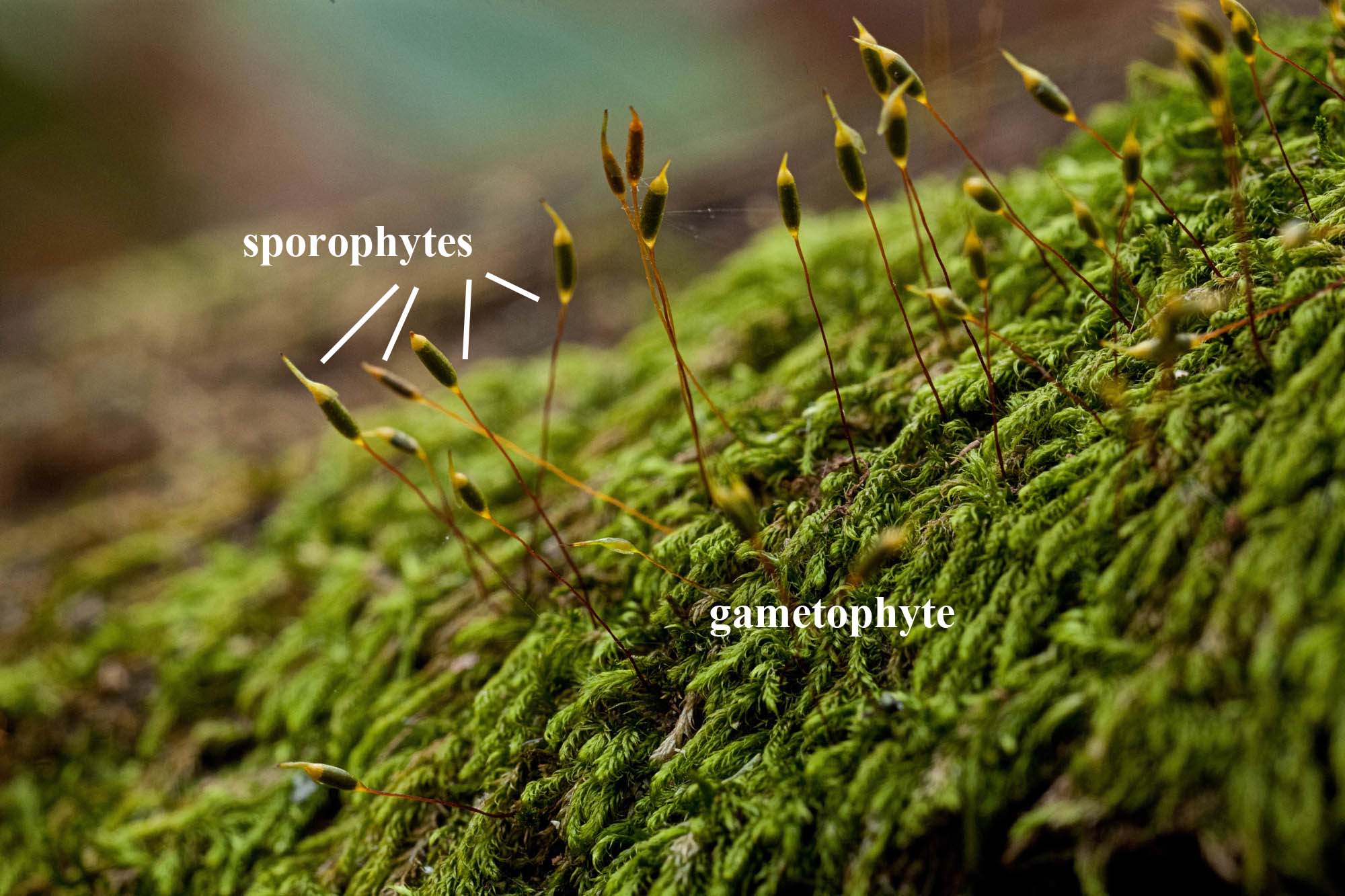 Examples Of Mosses And Liverworts