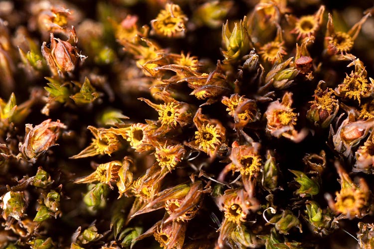 Schistidium rivulare sporophytes