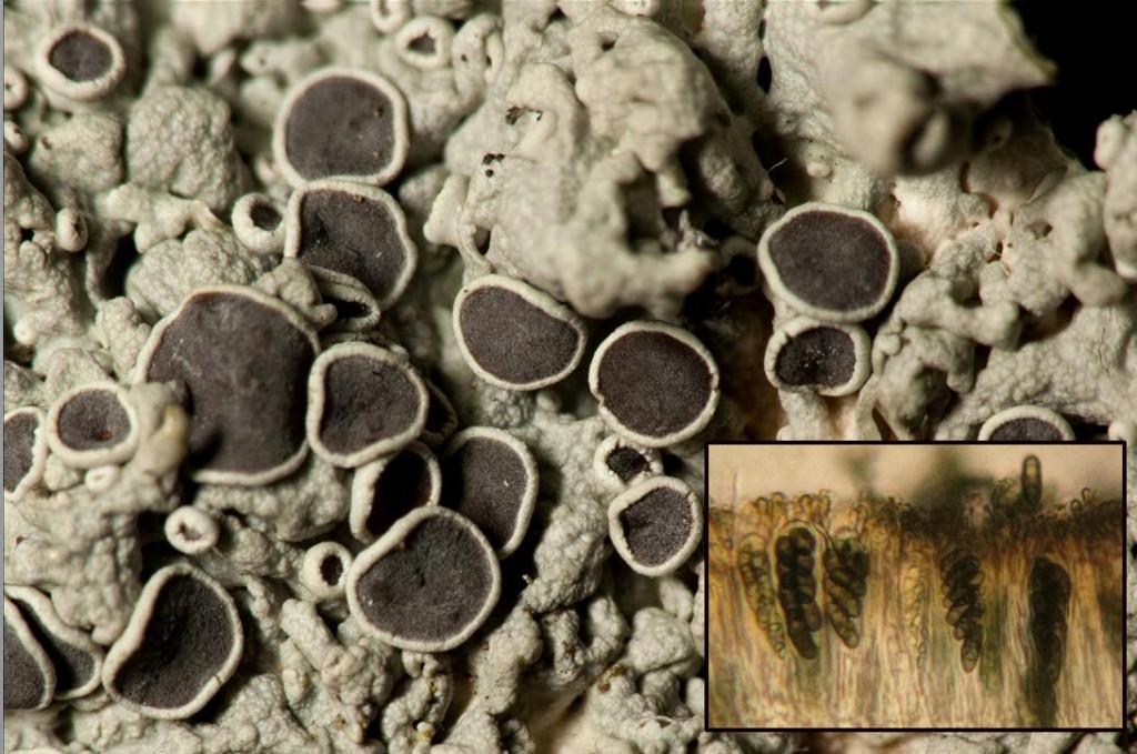 apothecia and asci