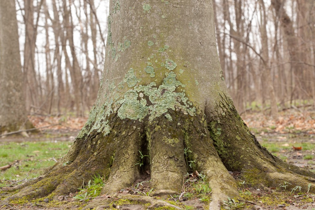 beech tree with lichens