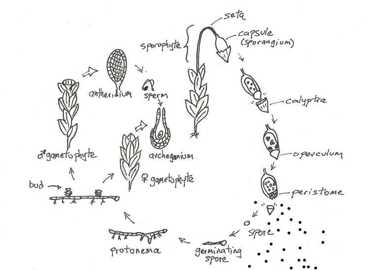 moss life cycle