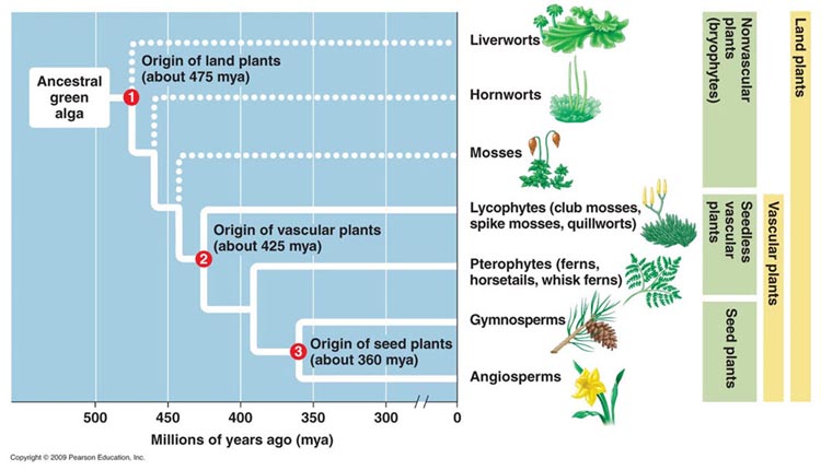 land plant phylogeny