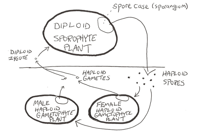 plant cycle