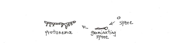 spore and protonema