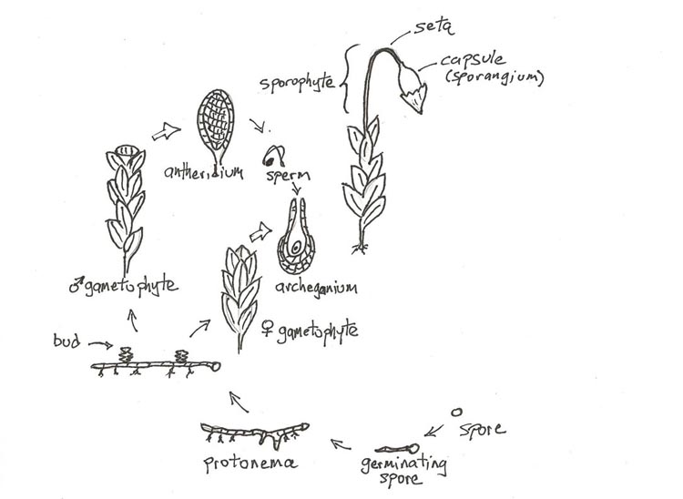 sporophytes