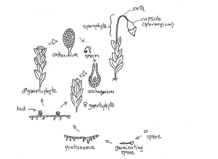 Club Moss Life Cycle