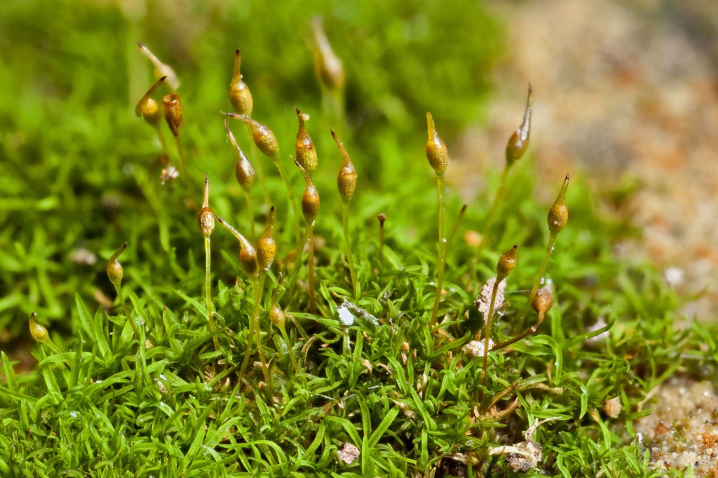 A cushion moss (acrocarp) is abundant on ledges. 