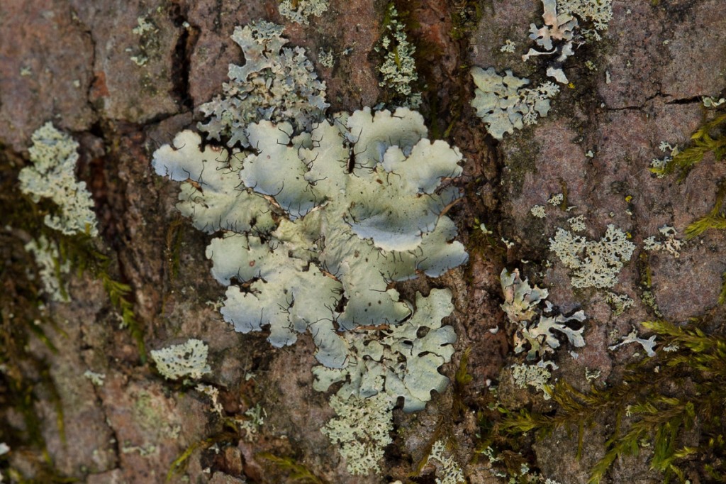 Broad-lobed foliose lichen on bark at Mt. Gilead State Park. 
