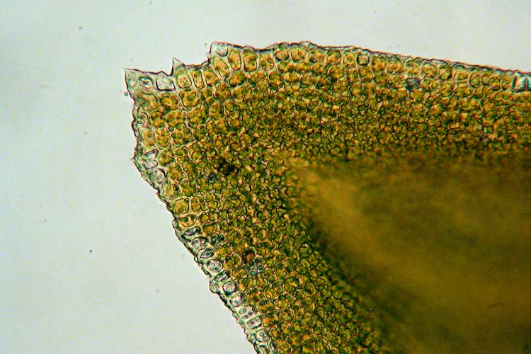 Anomodon attenuatus cells