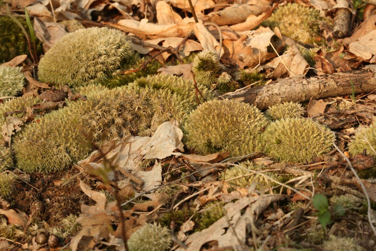 Leucobryum glaucum