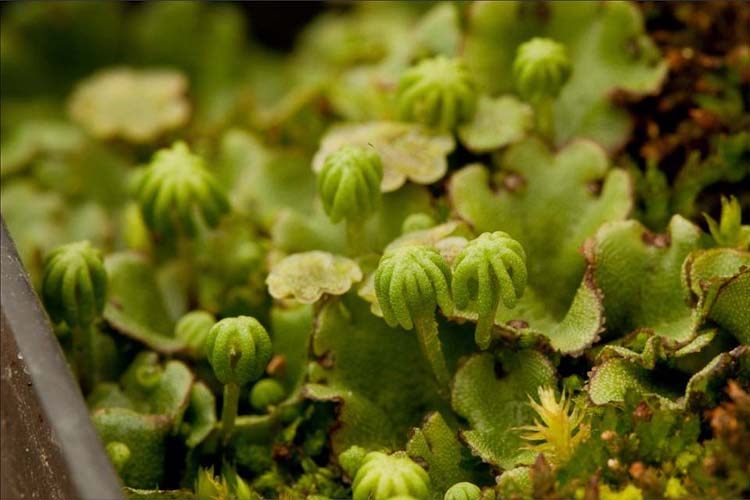 Marchantia polymorpha