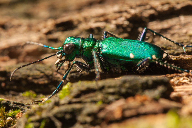 six-spotted tiger beetle