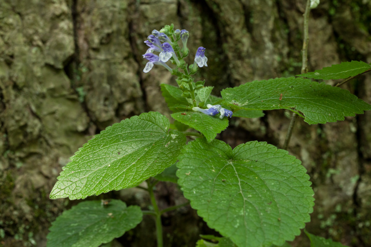 Scutellara ovata