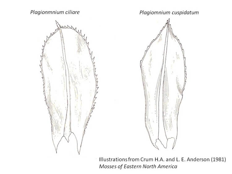 Plagiomnium leaves