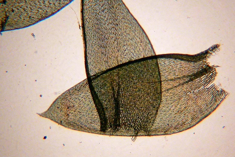 Plagiothecium denticulatum leaves