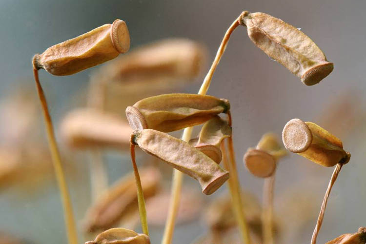 Polytrichum ohioense capsules