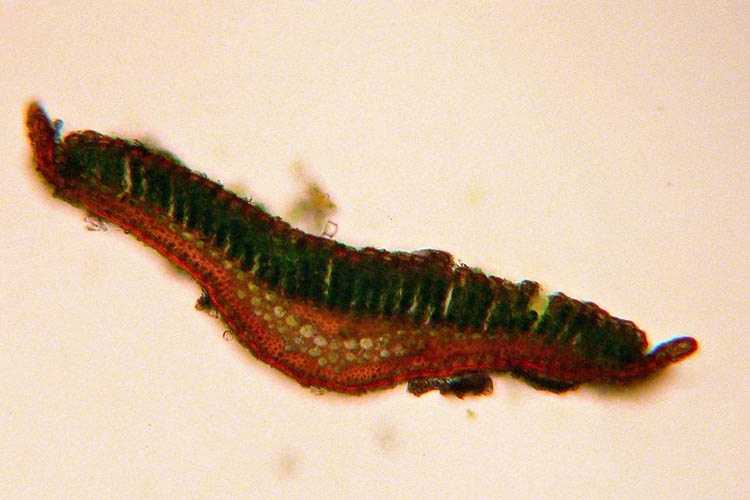 Polytrichum ohioense leaf cross-section