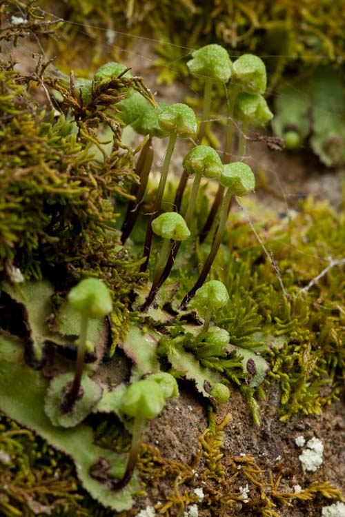 Reboulia hemisphaerica