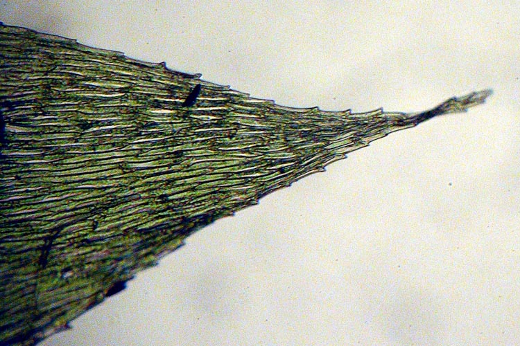 Rynchostegium serrulatum 