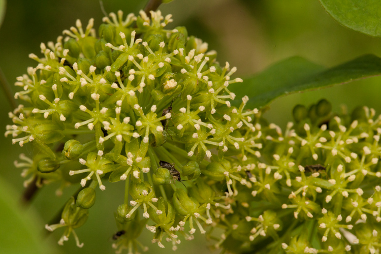 Smilax herbacea