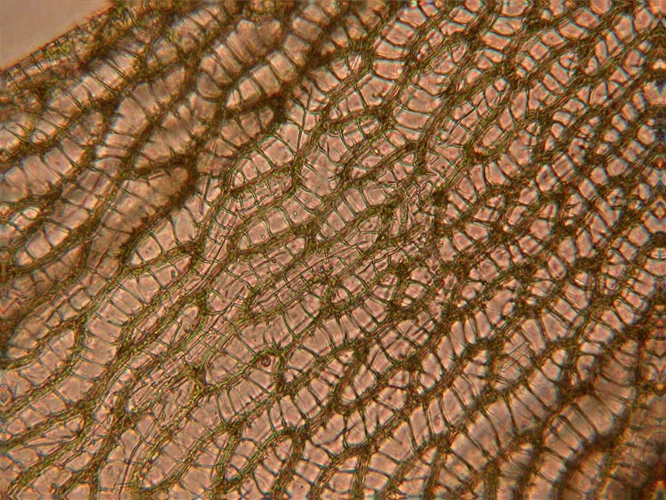 Sphagnum cells