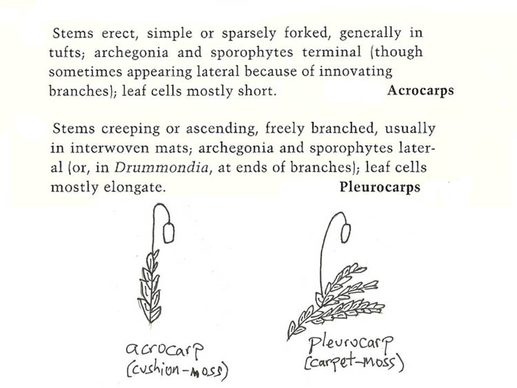 acrocarps and pleurocarps