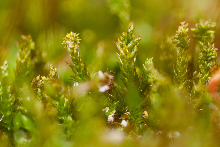 Platygyrium repens