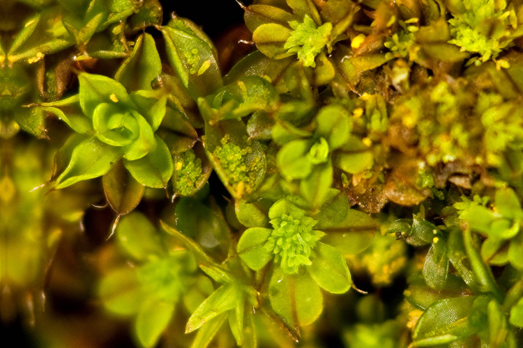 Syntrichia laevipila