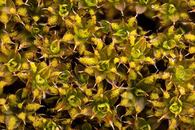 Syntrichia papillosa 