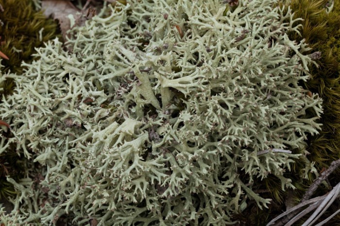 Lichen Photos – Ohio Moss and Lichen Association