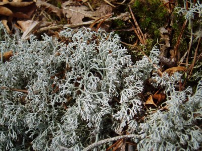 lichen-Cladonia rangiferina – Ohio Moss and Lichen Association