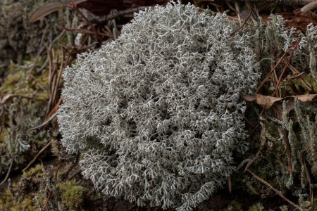 lichen-Cladonia rangiferina – Ohio Moss and Lichen Association