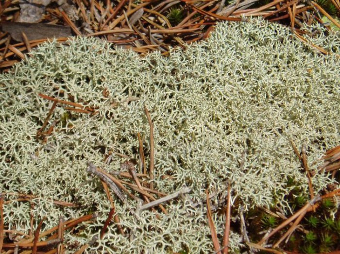 Lichen Photos – Ohio Moss and Lichen Association