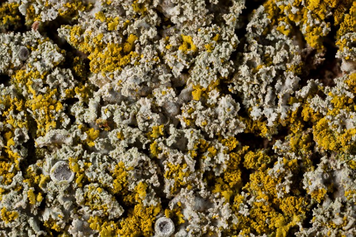 lichen-Physcia millegrana – Ohio Moss and Lichen Association