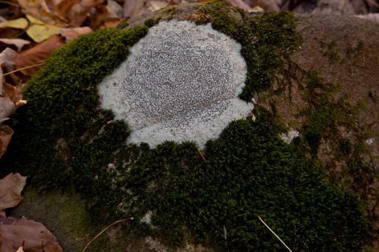 Porpidia albocaerulescens substrate