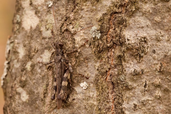 grasshopper on tree