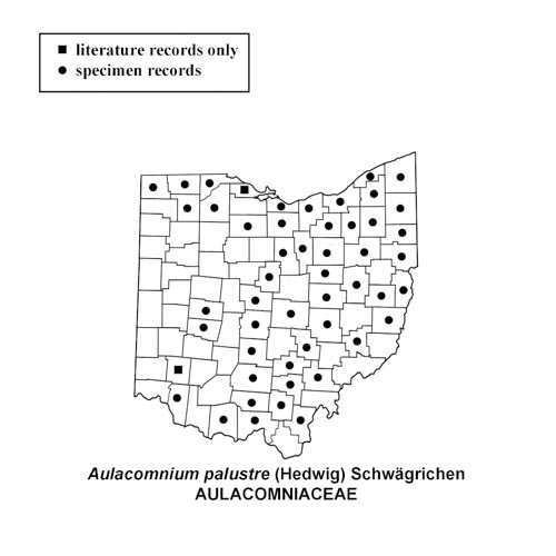 Aulacomnium-palustre-simplemap