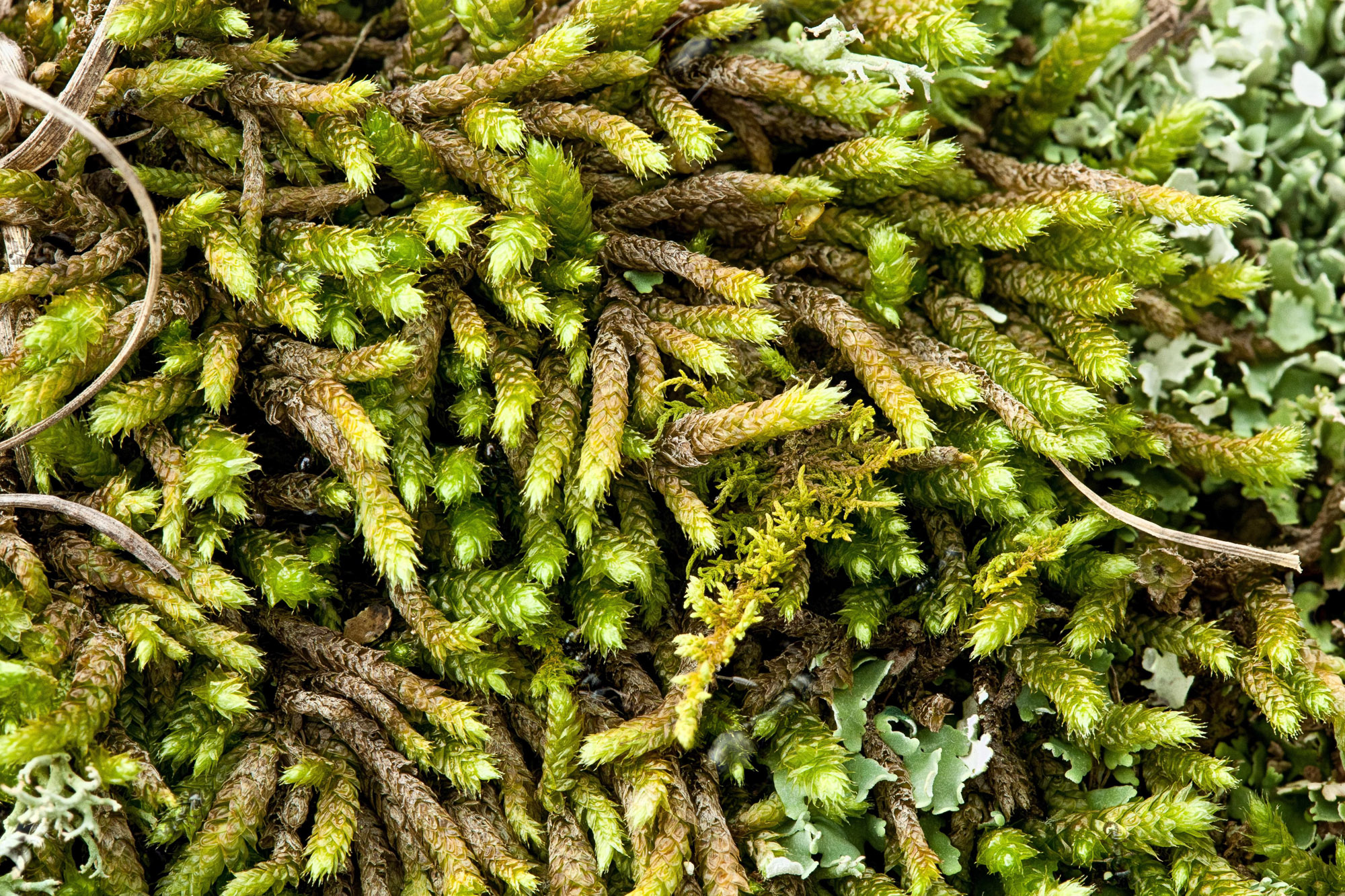 Bryoandersonia Illecebra 2 – Ohio Moss And Lichen Association