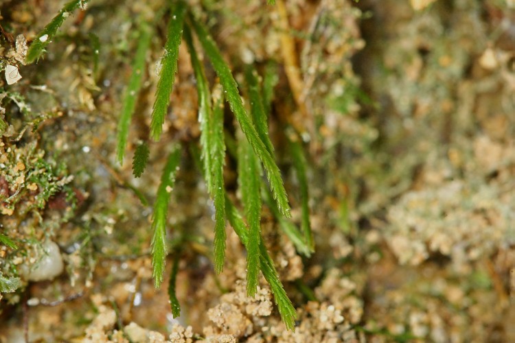 Bryoxiphium norvegicum-1