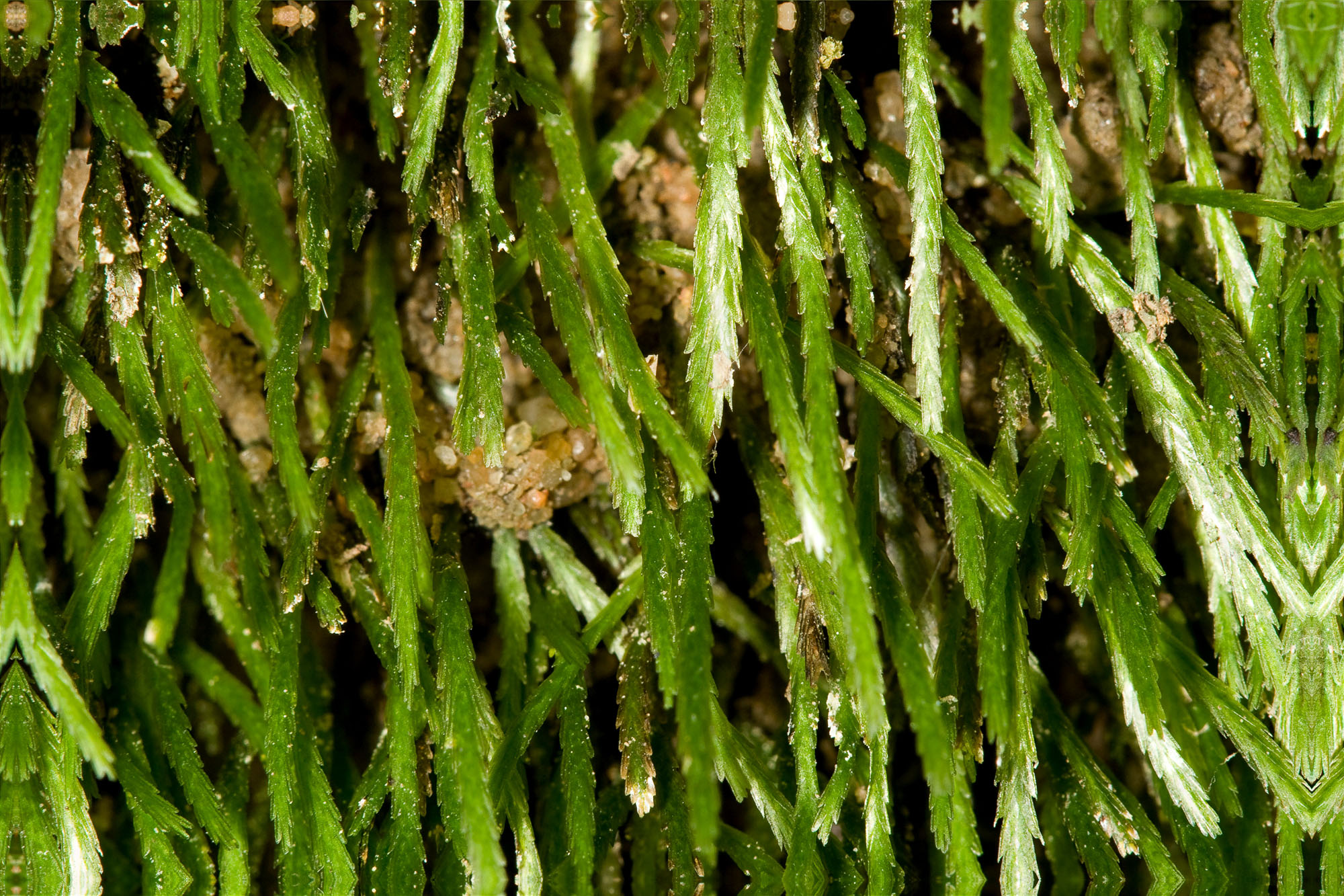 Bryoxiphium Norvegicum 5 – Ohio Moss And Lichen Association