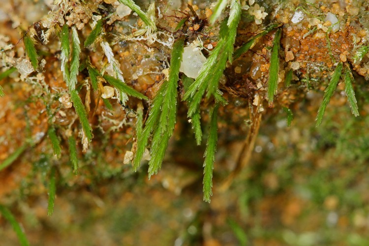 Bryoxiphium norvegicum-3