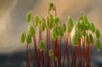 Bryum lisae var. cuspidatum