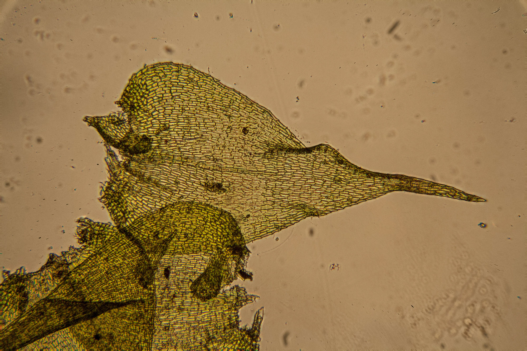 https://ohiomosslichen.org/moss-campylium-chrysophyllum/