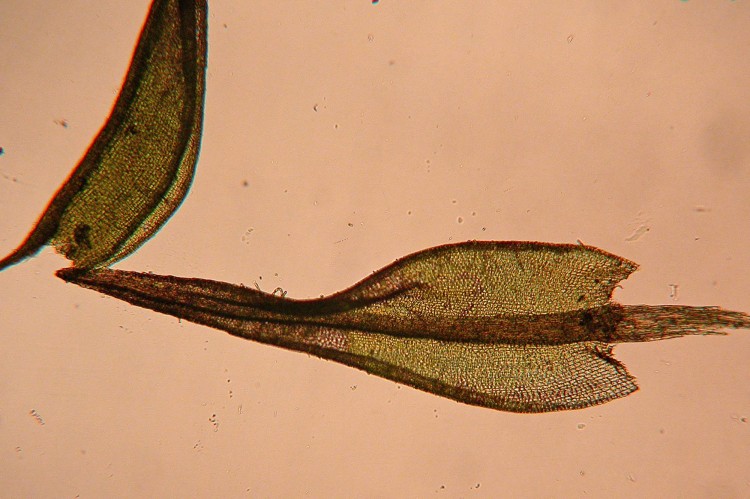 Ceratodon purpureu leaf.