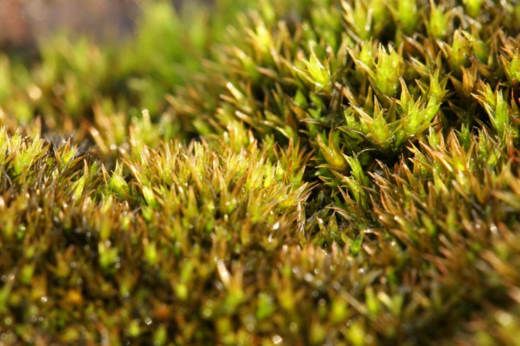 moss-Ceratodon purpureus – Ohio Moss and Lichen Association